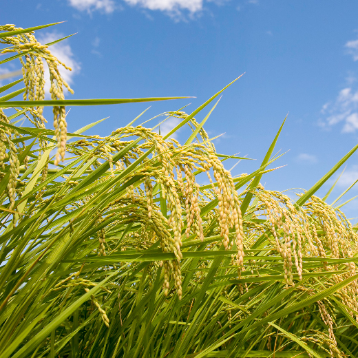 特別純米 直実には、豊かな水と風土の恵みが生きています